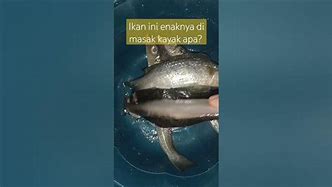 Ikan Enaknya Di Masak Apa